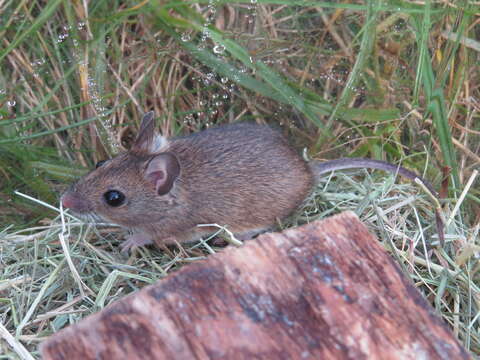 Image of wood mouse, long-tailed field mouse