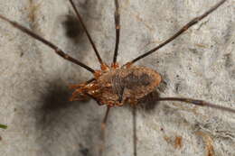 Image of Daddy longleg