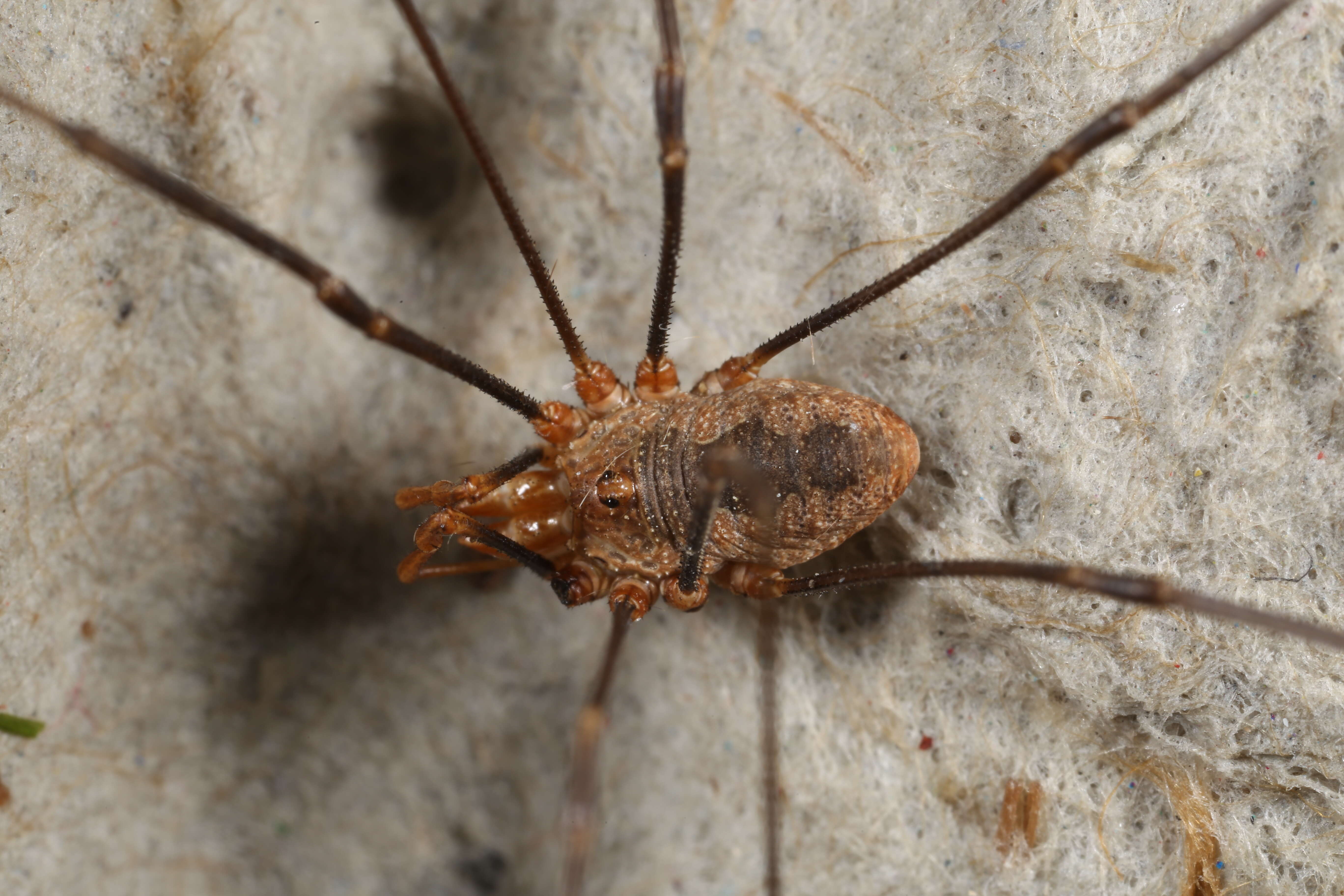 Image of Daddy longleg