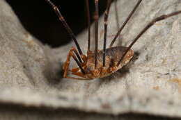 Image of Daddy longleg