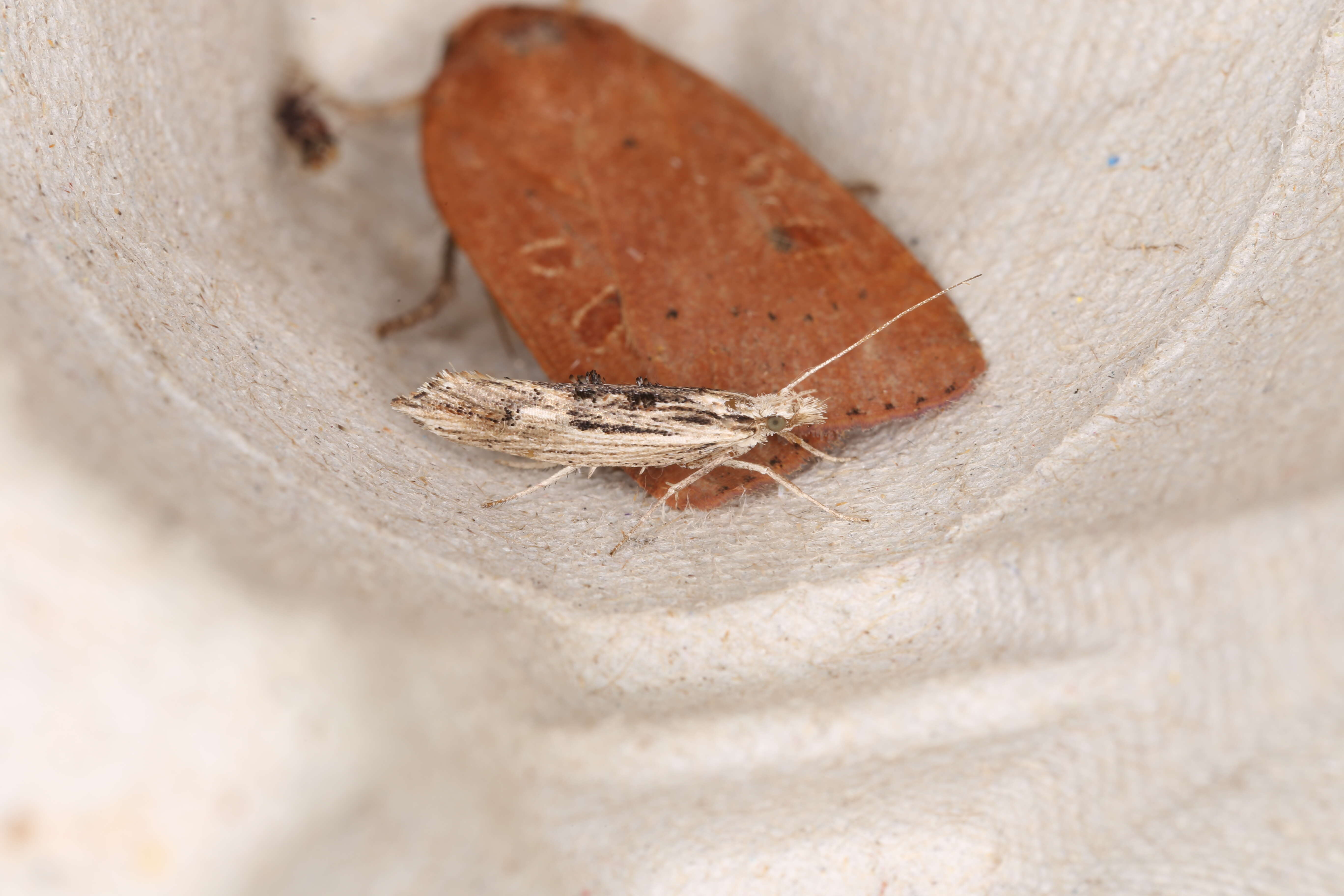 Image of Ypsolopha scabrella