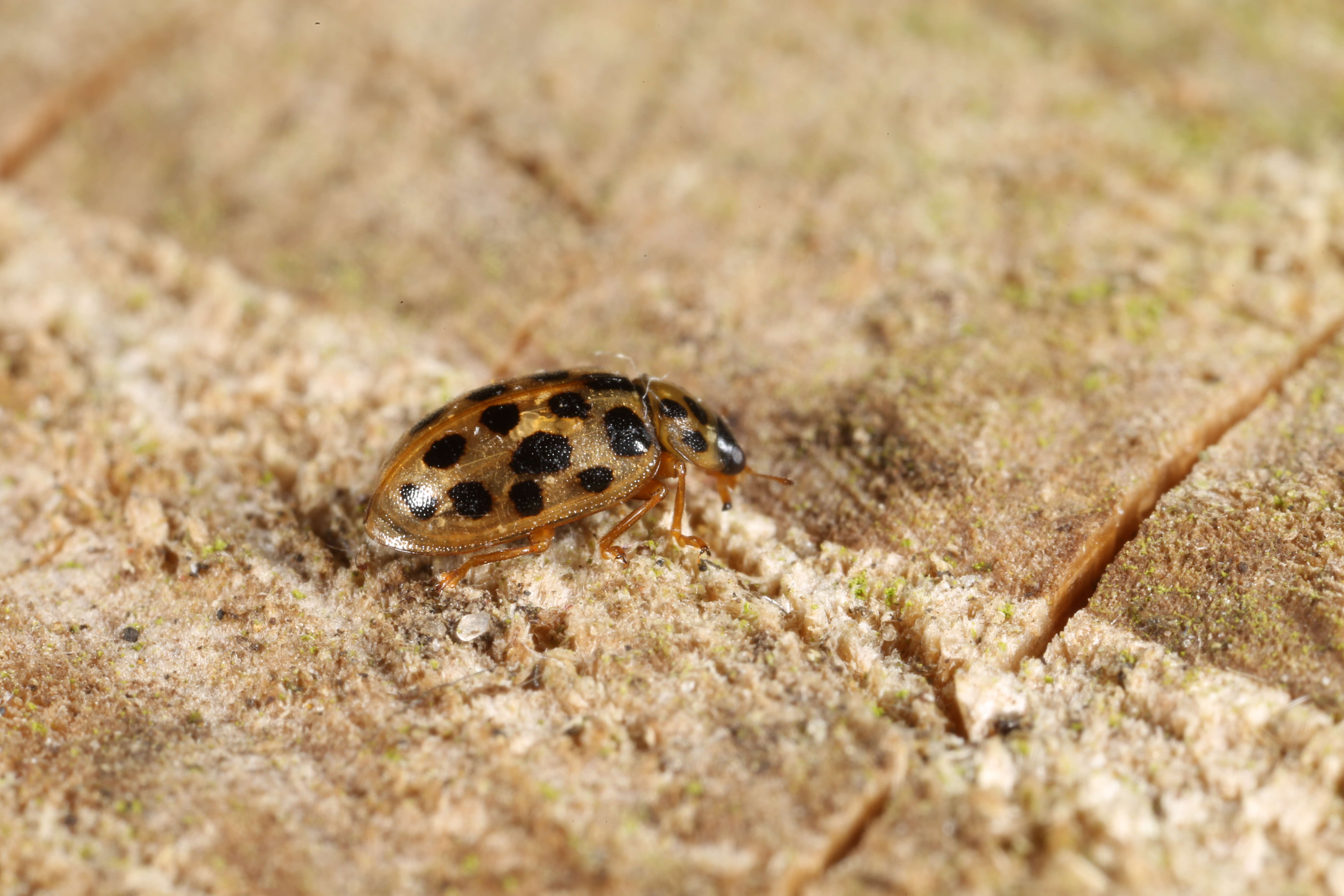 Image of Anisosticta novemdecimpunctata