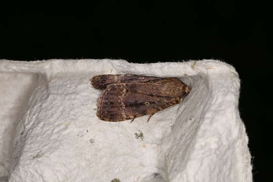 Image of copper underwing