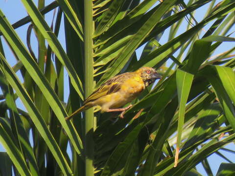 Image of African Masked Weaver