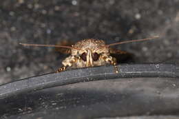 Image of copper underwing