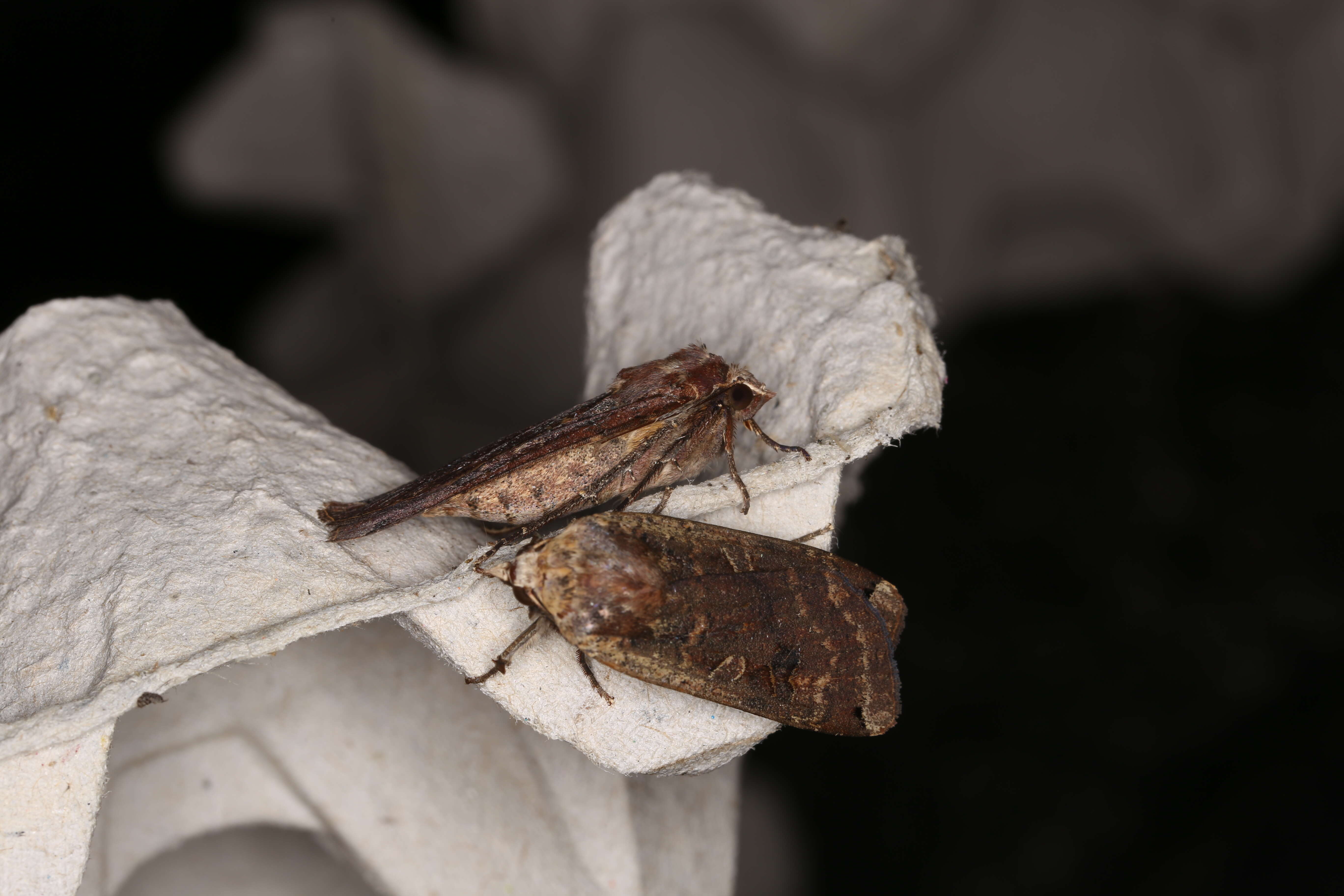 Image of Large Yellow Underwing