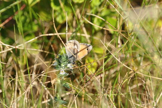 Image of small heath