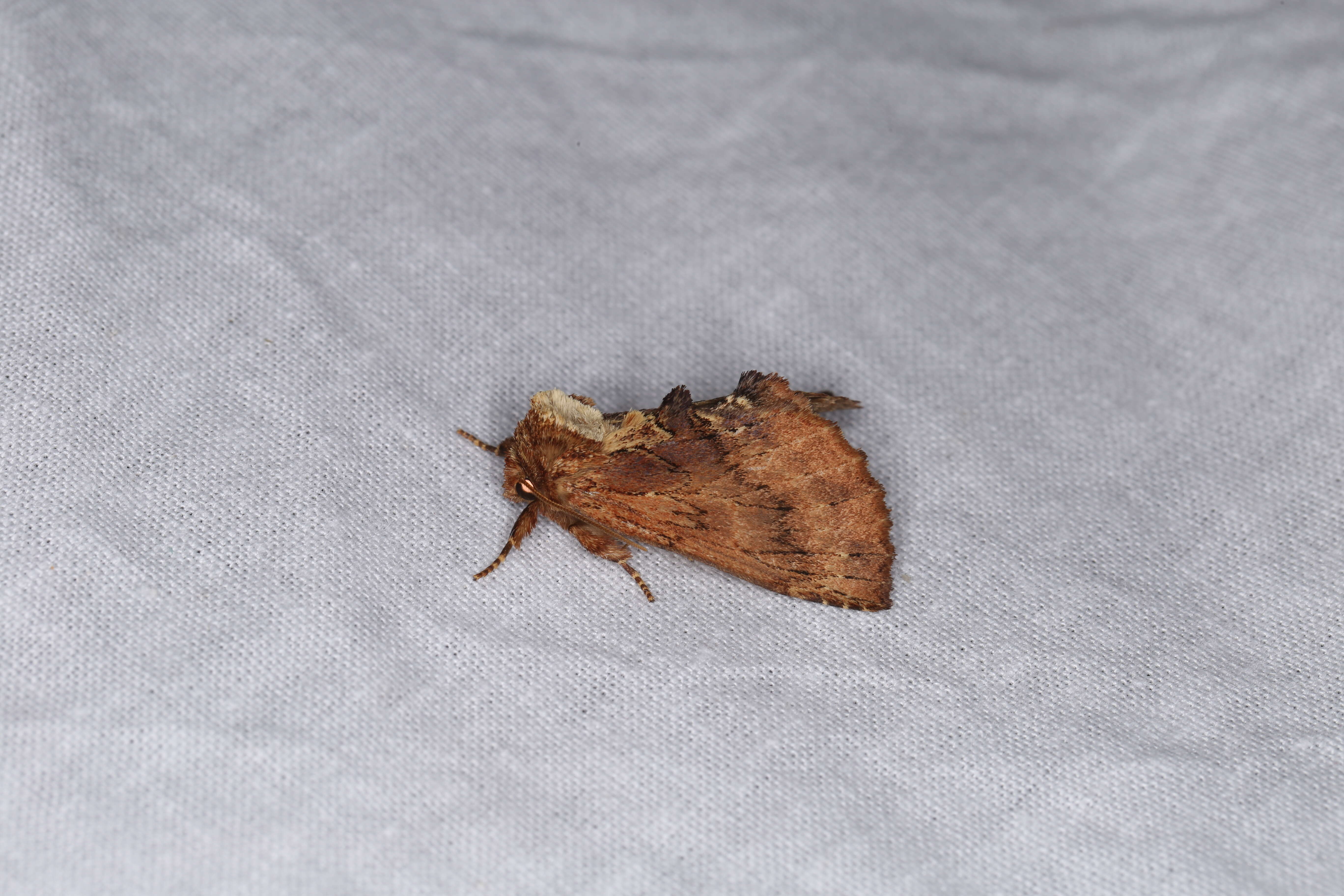 Image of Coxcomb Prominent