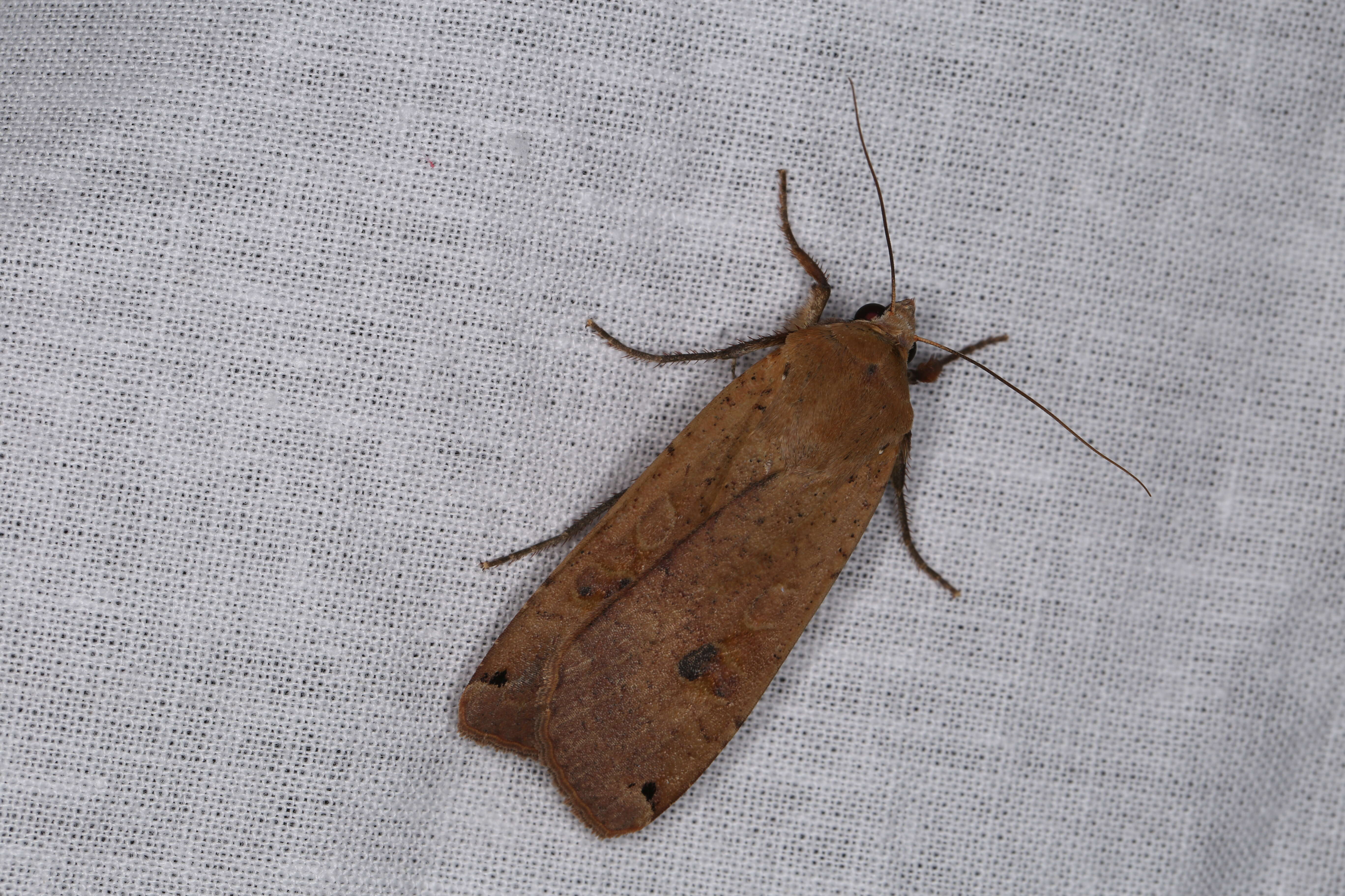 Image of Large Yellow Underwing