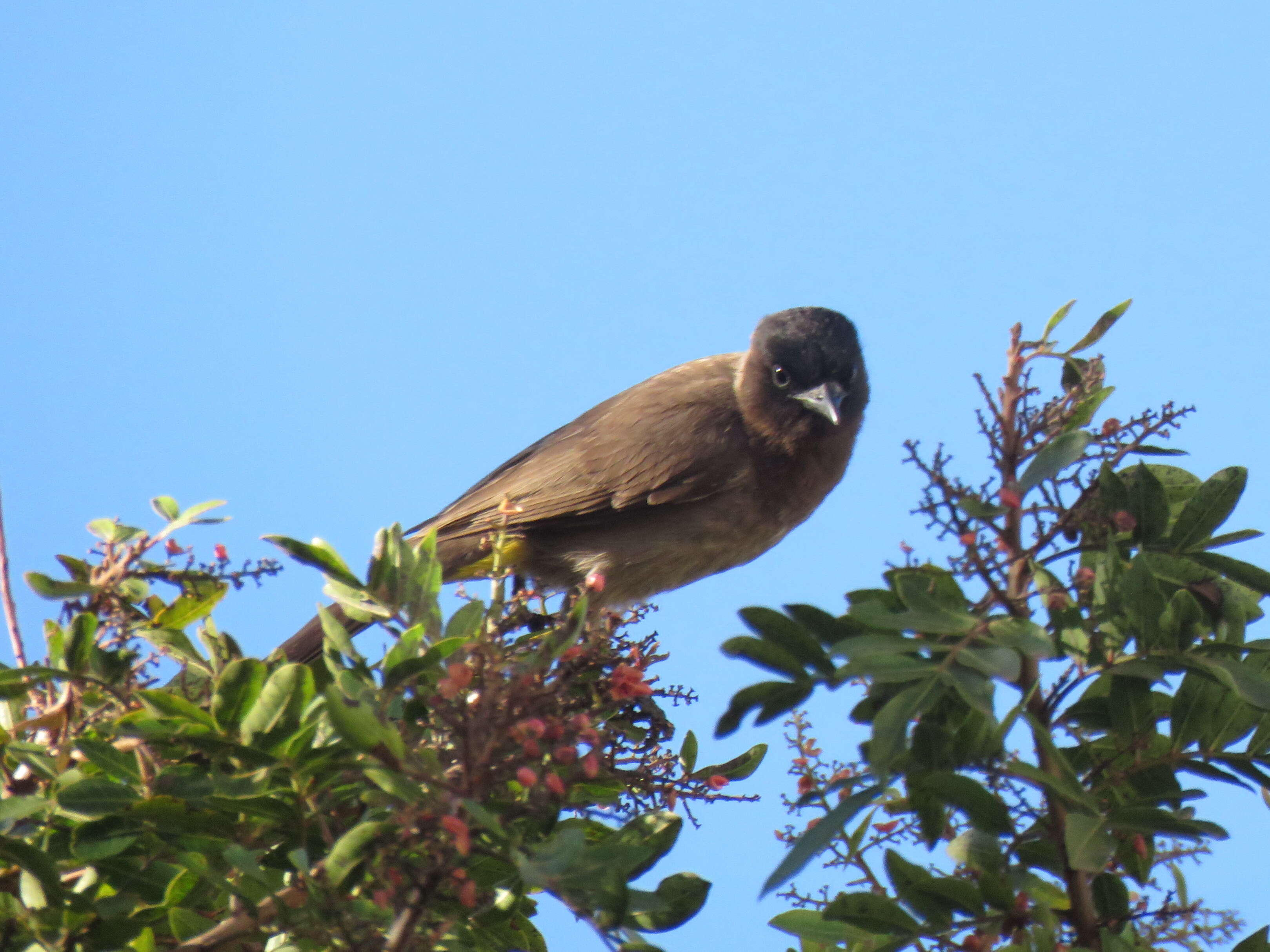 Imagem de Pycnonotus tricolor (Hartlaub 1862)