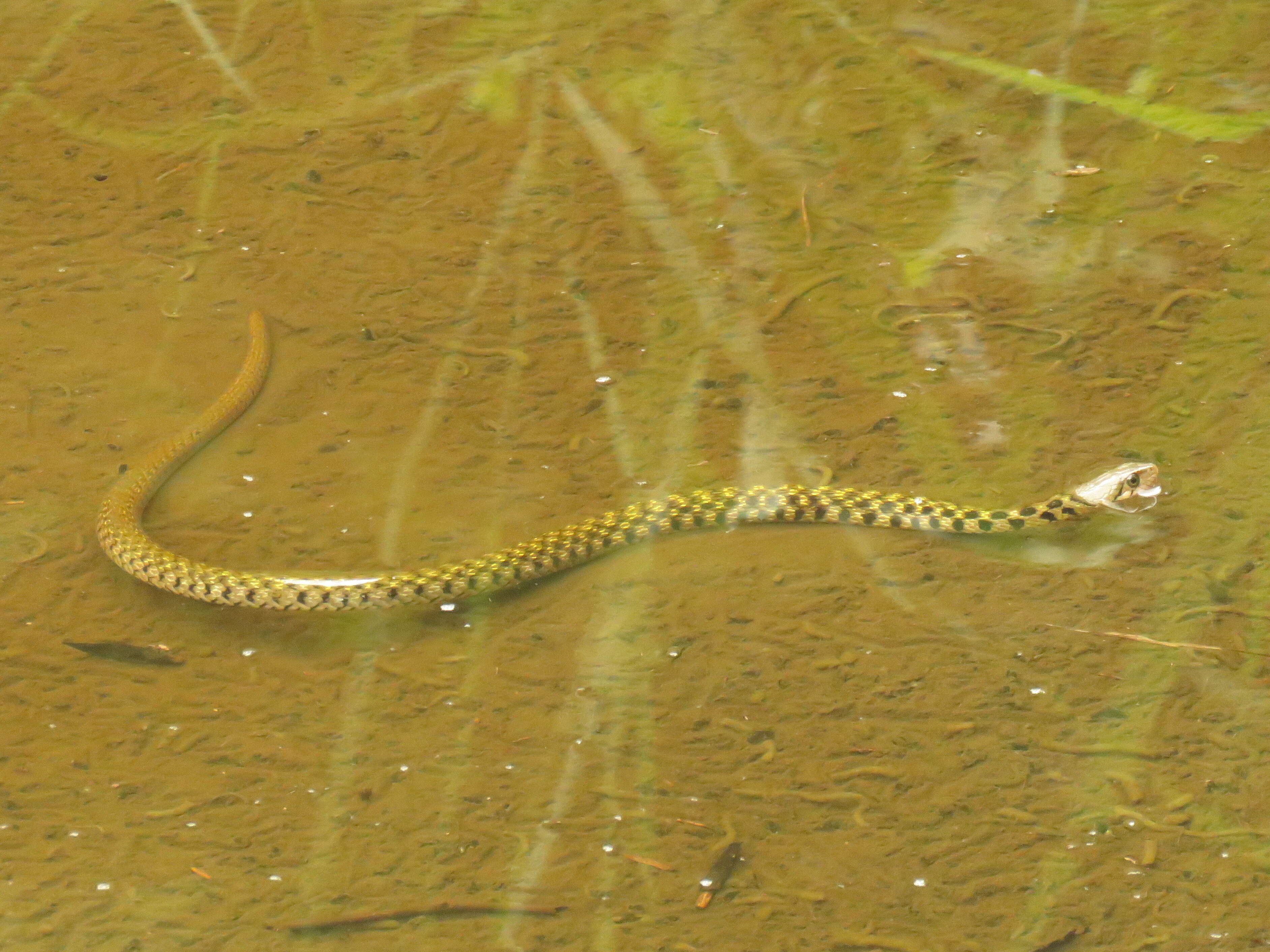 Image of Fowlea flavipunctatus