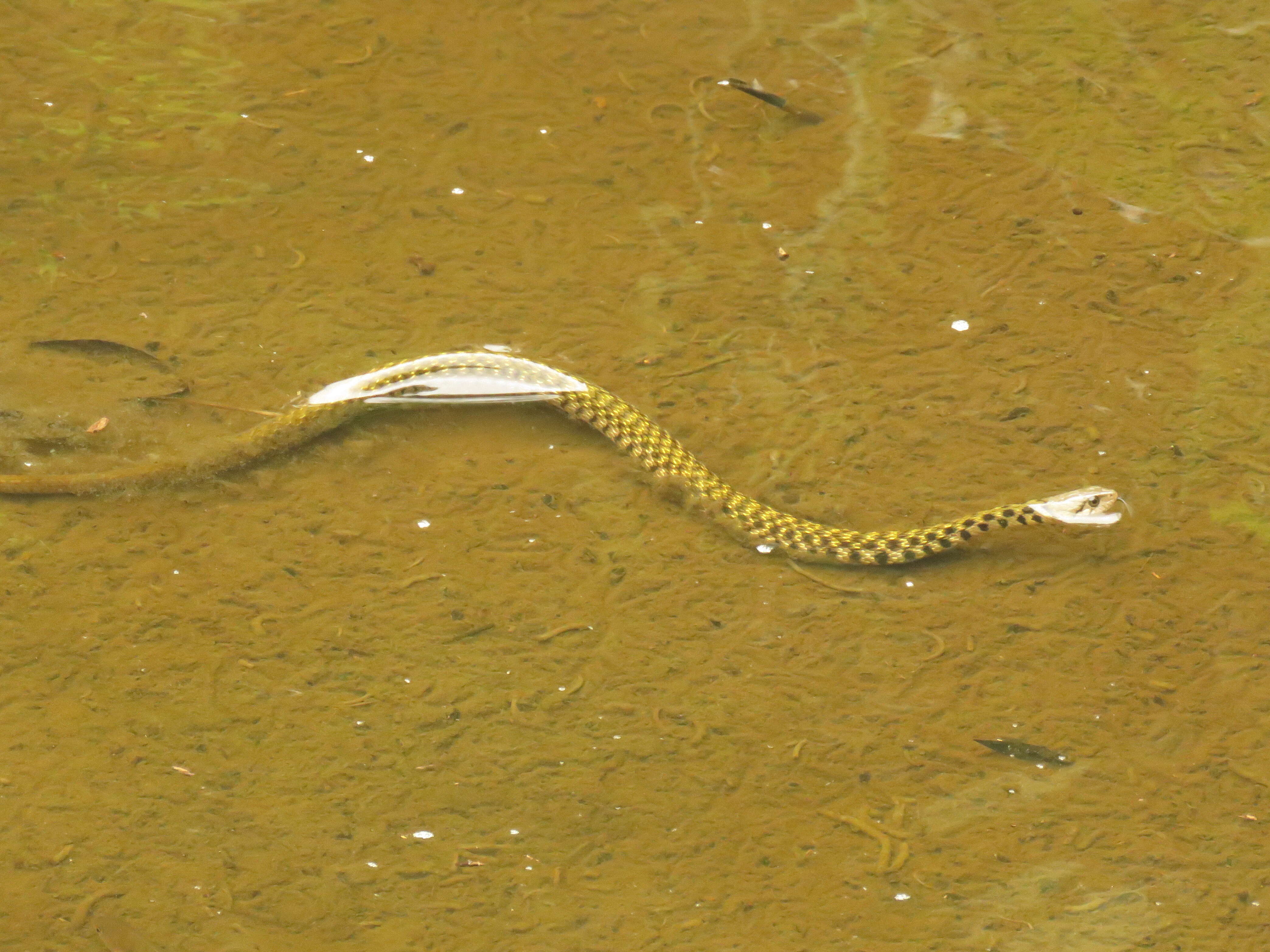 Image of Fowlea flavipunctatus