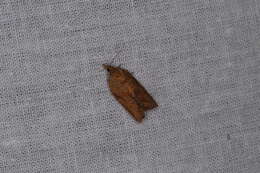 Image of Light brown apple moth