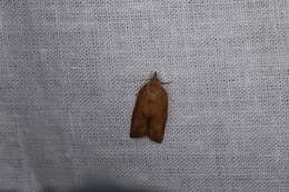 Image of Light brown apple moth