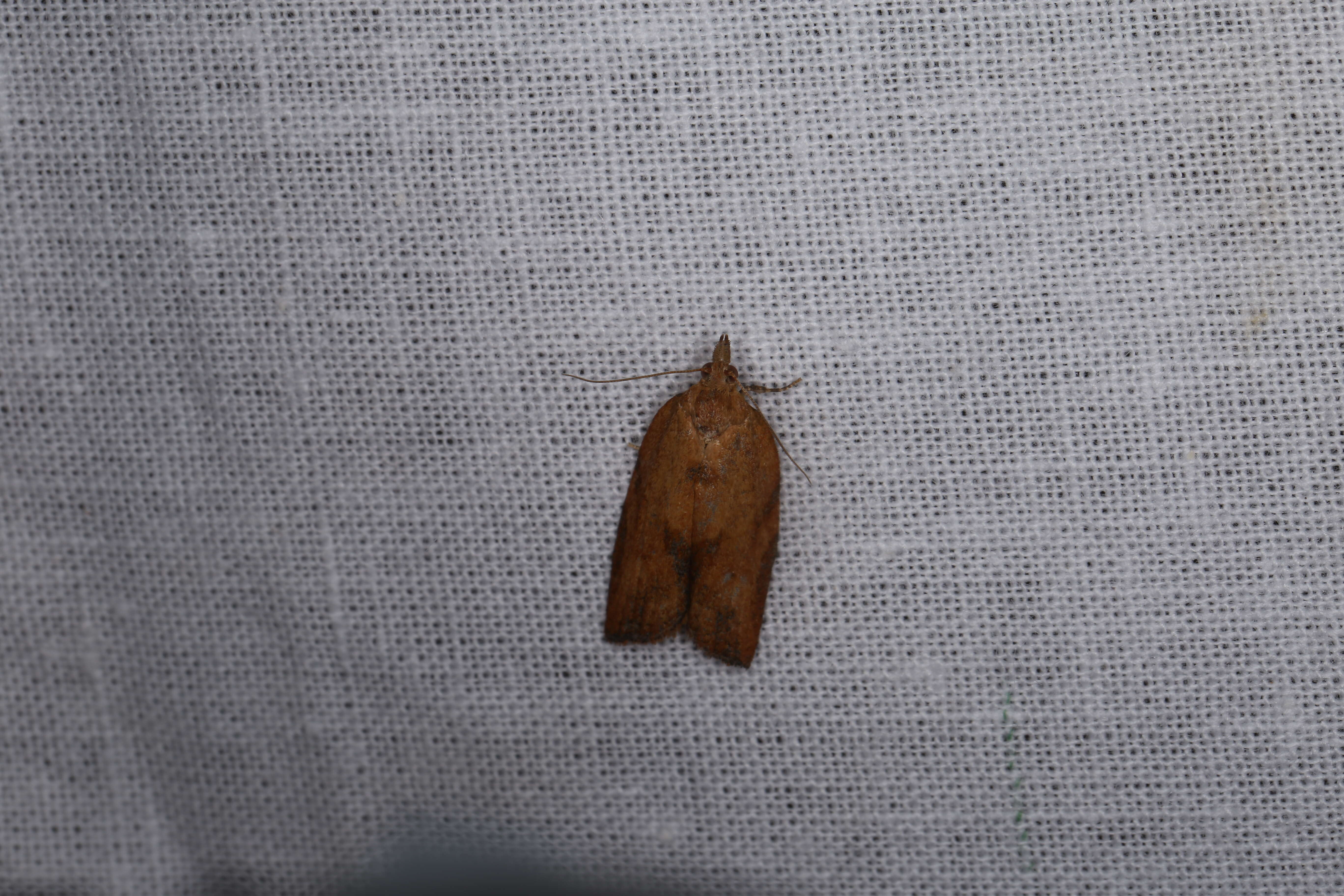 Image of Light brown apple moth