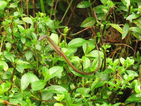 Image of Asian Grass Lizard