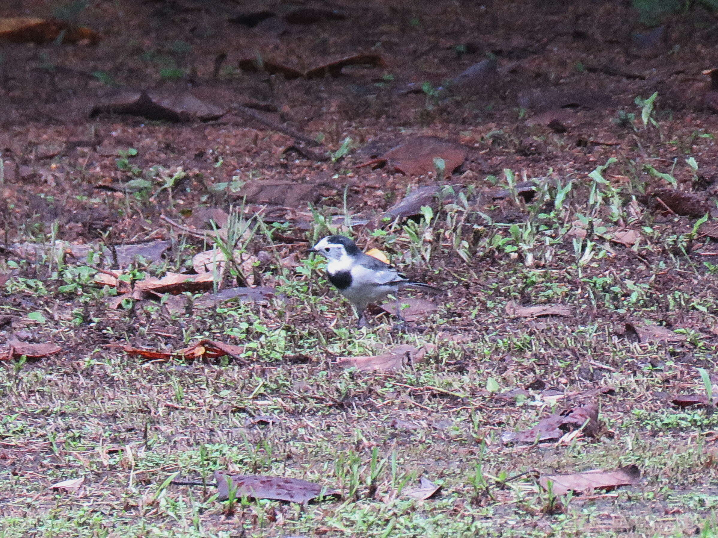 Image of Pied Wagtail and White Wagtail