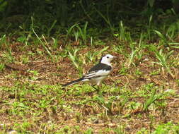 Image of Pied Wagtail and White Wagtail