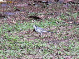 Image of Pied Wagtail and White Wagtail