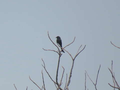 Image of Black Drongo