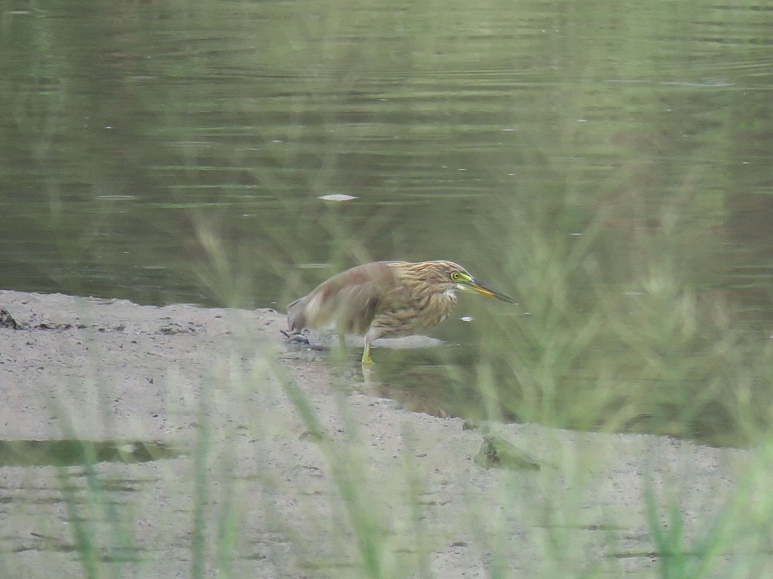 Image of Chinese Pond Heron