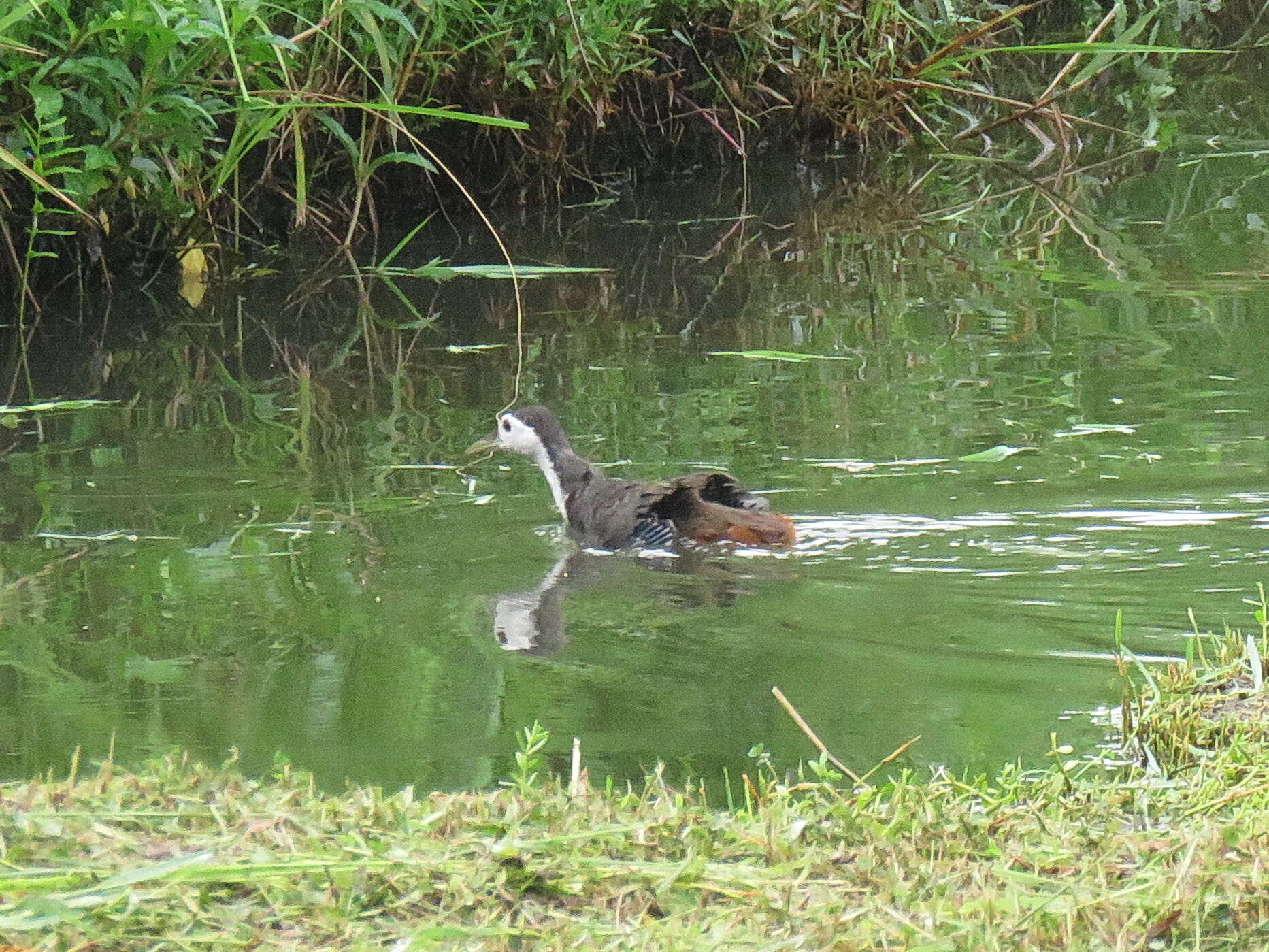 Image of White-breasted Waterhen