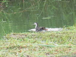 Image of White-breasted Waterhen