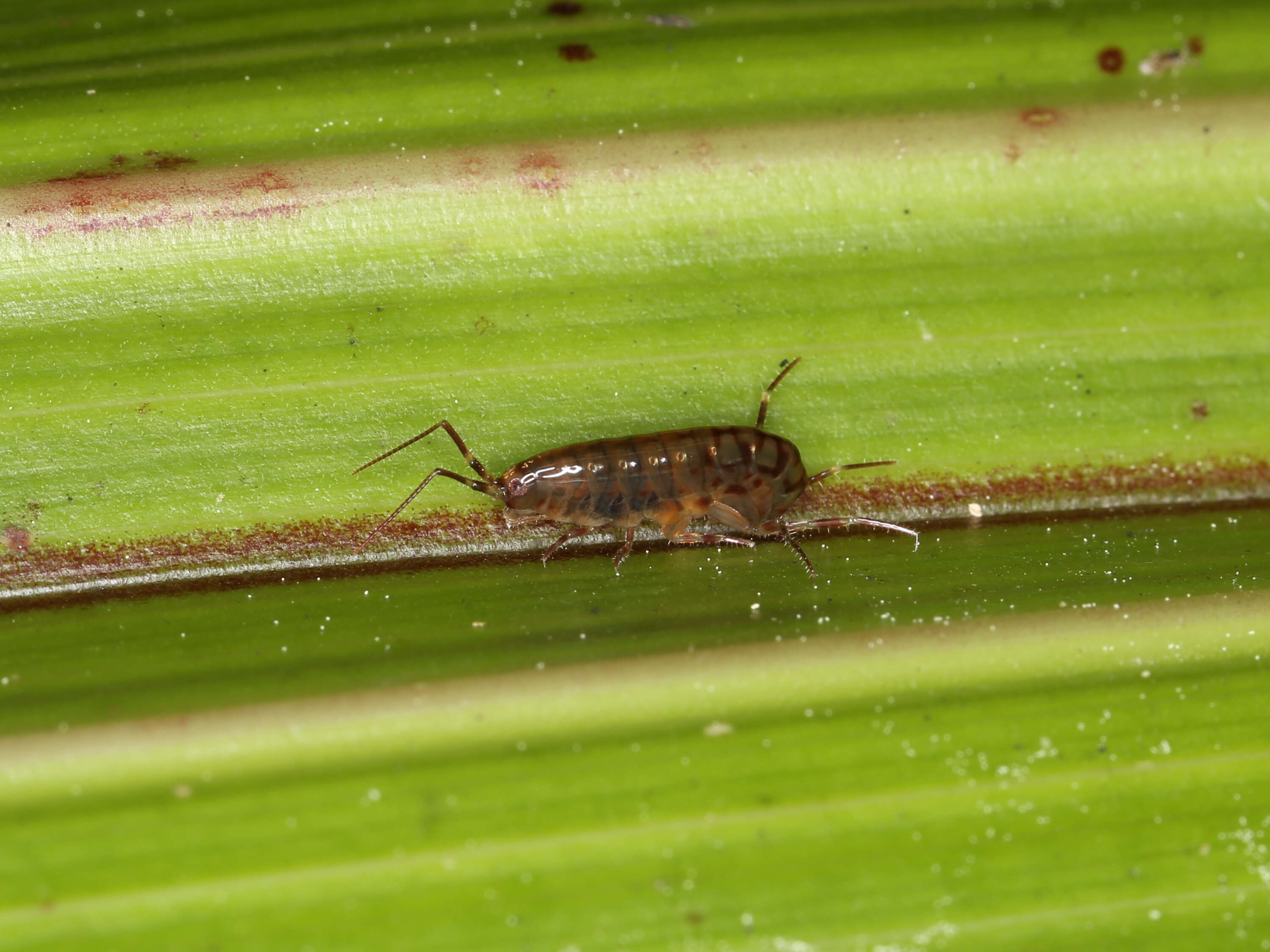 Image de Talitroidae Myers & Lowry 2020