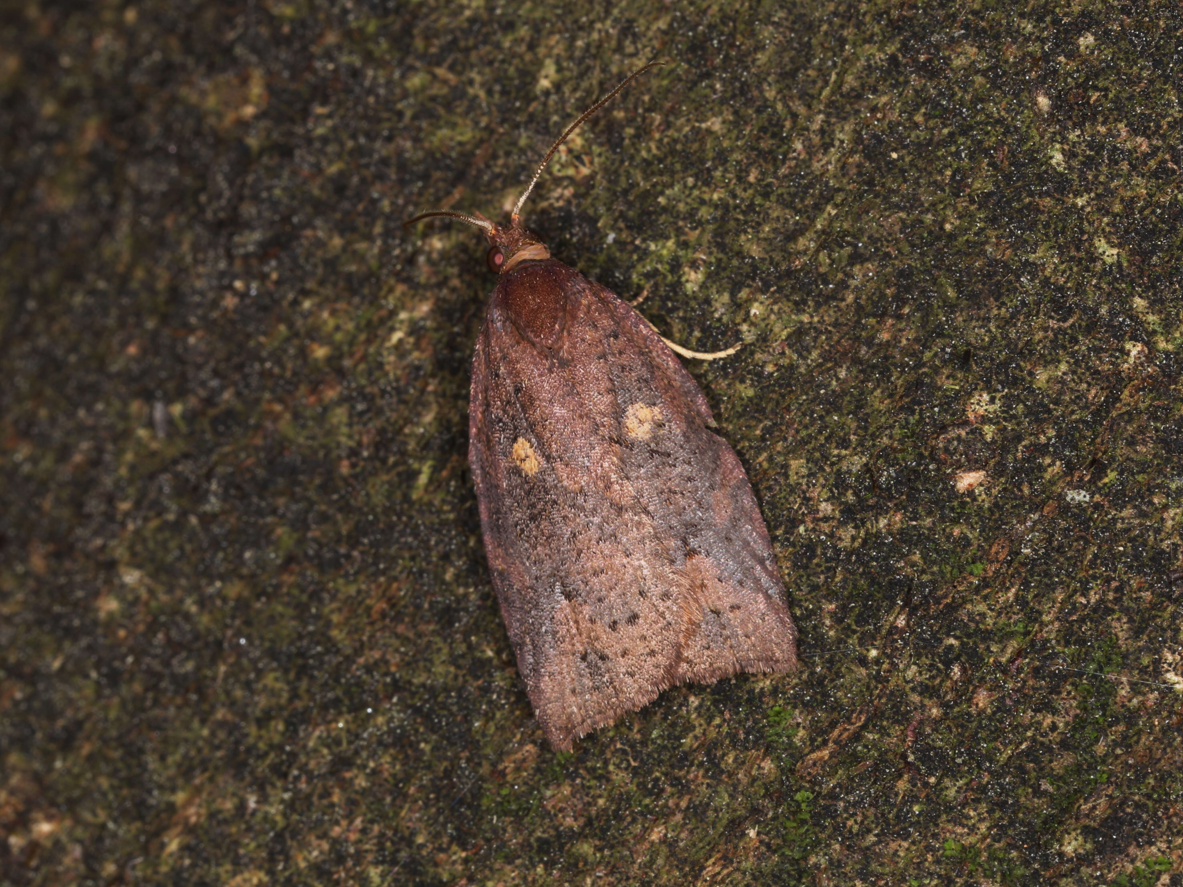 Image of greenheaded leafroller