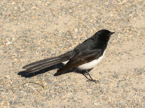 Image of Willie Wagtail