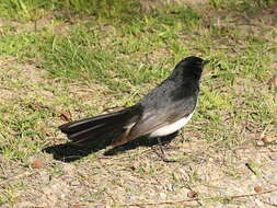 Image of Willie Wagtail