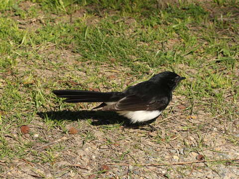 Image of Willie Wagtail