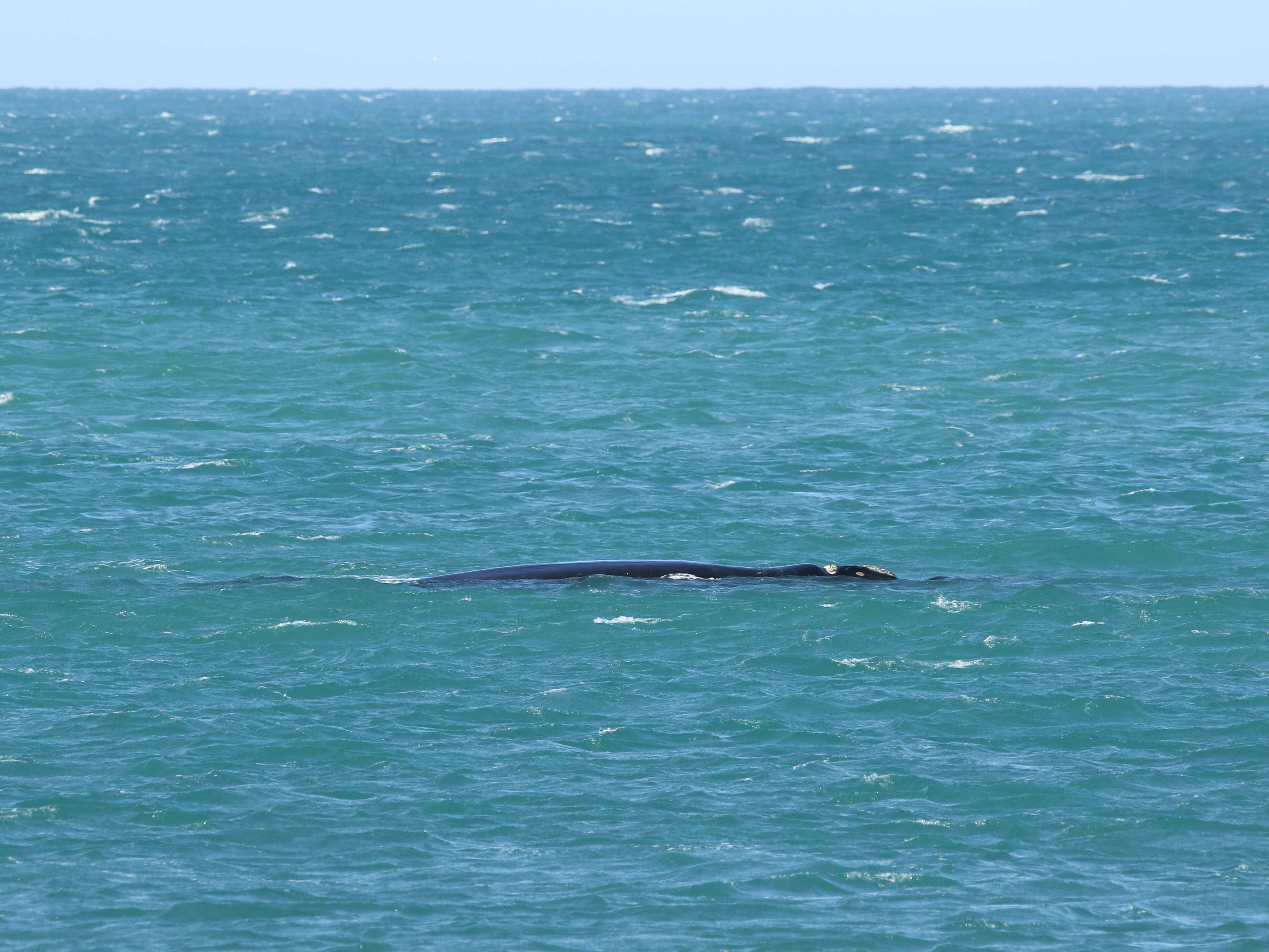 Image of Southern Right Whale