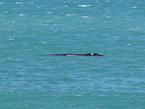 Image of Southern Right Whale