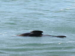 Image of Antipodean Fur Seal