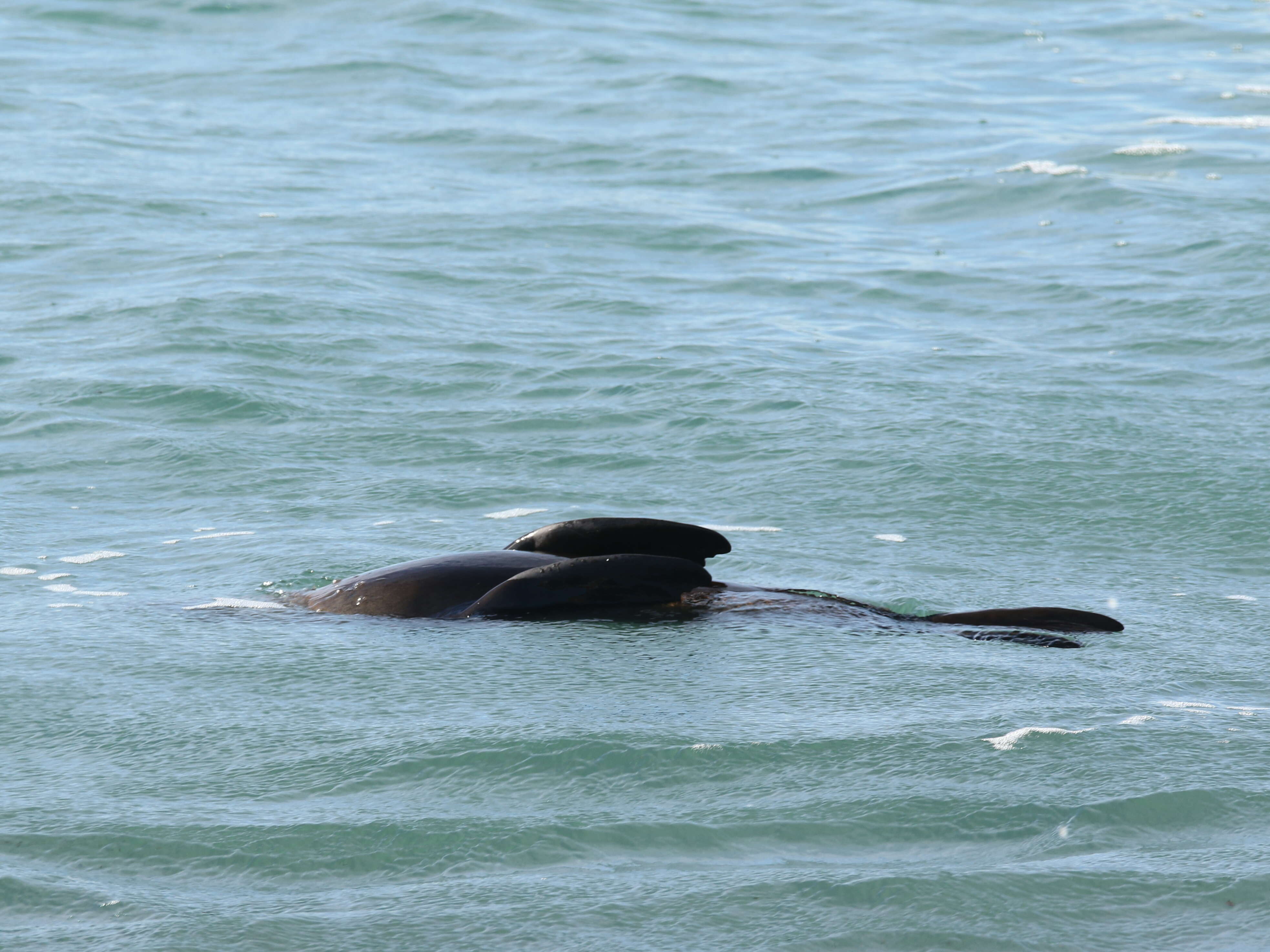 Image of Antipodean Fur Seal