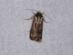 Image of Agrotis munda Walker 1856