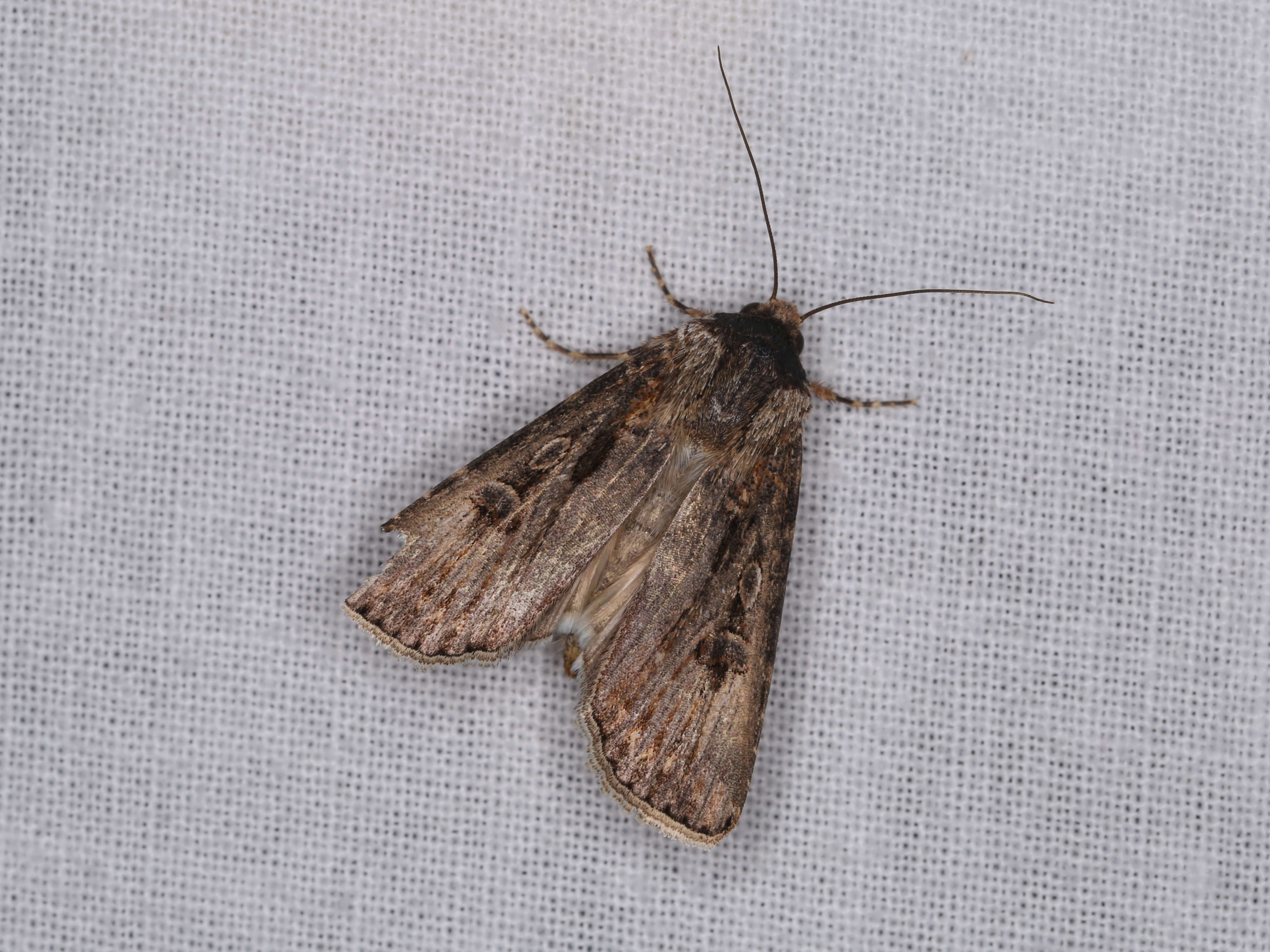 Image of Agrotis munda Walker 1856