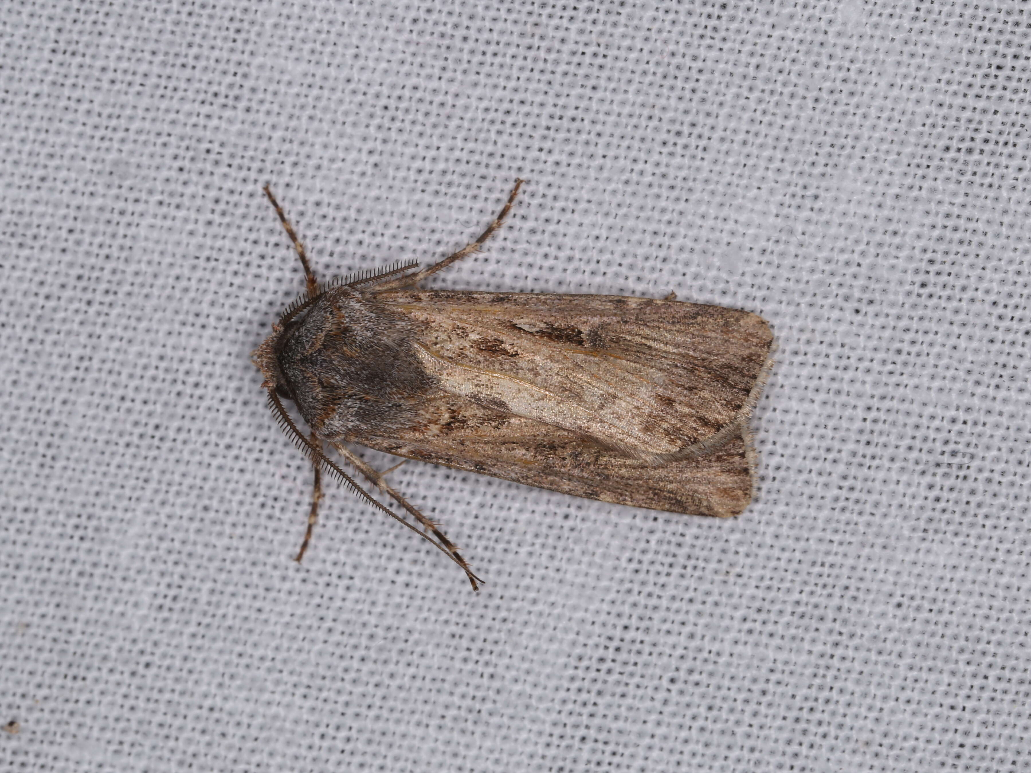 Image of Agrotis munda Walker 1856