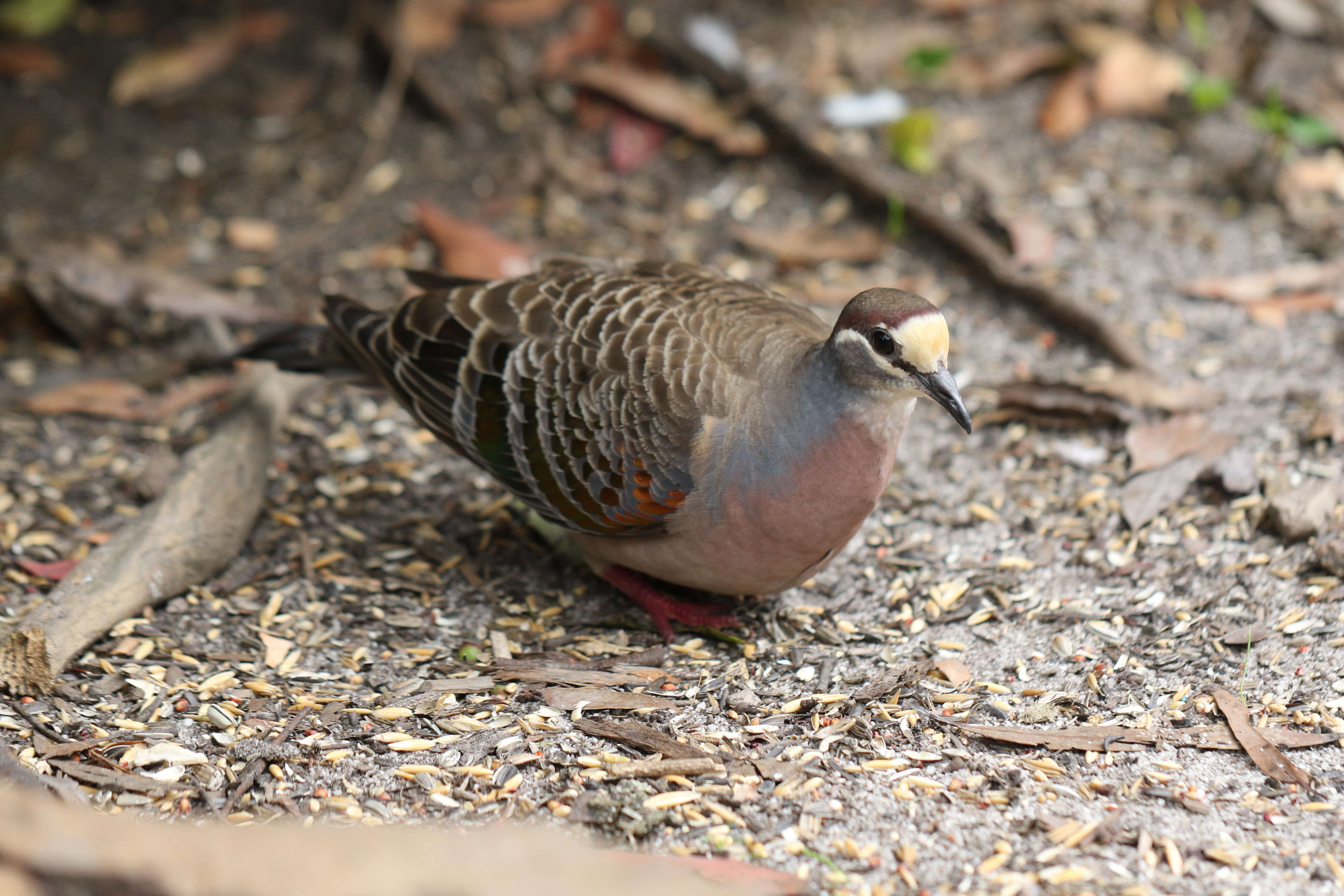 Image of Common Bronzewing