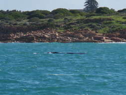 Image of Southern Right Whale