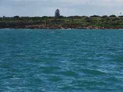 Image of Southern Right Whale