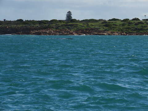 Image of Southern Right Whale