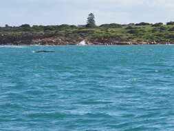 Image of Southern Right Whale