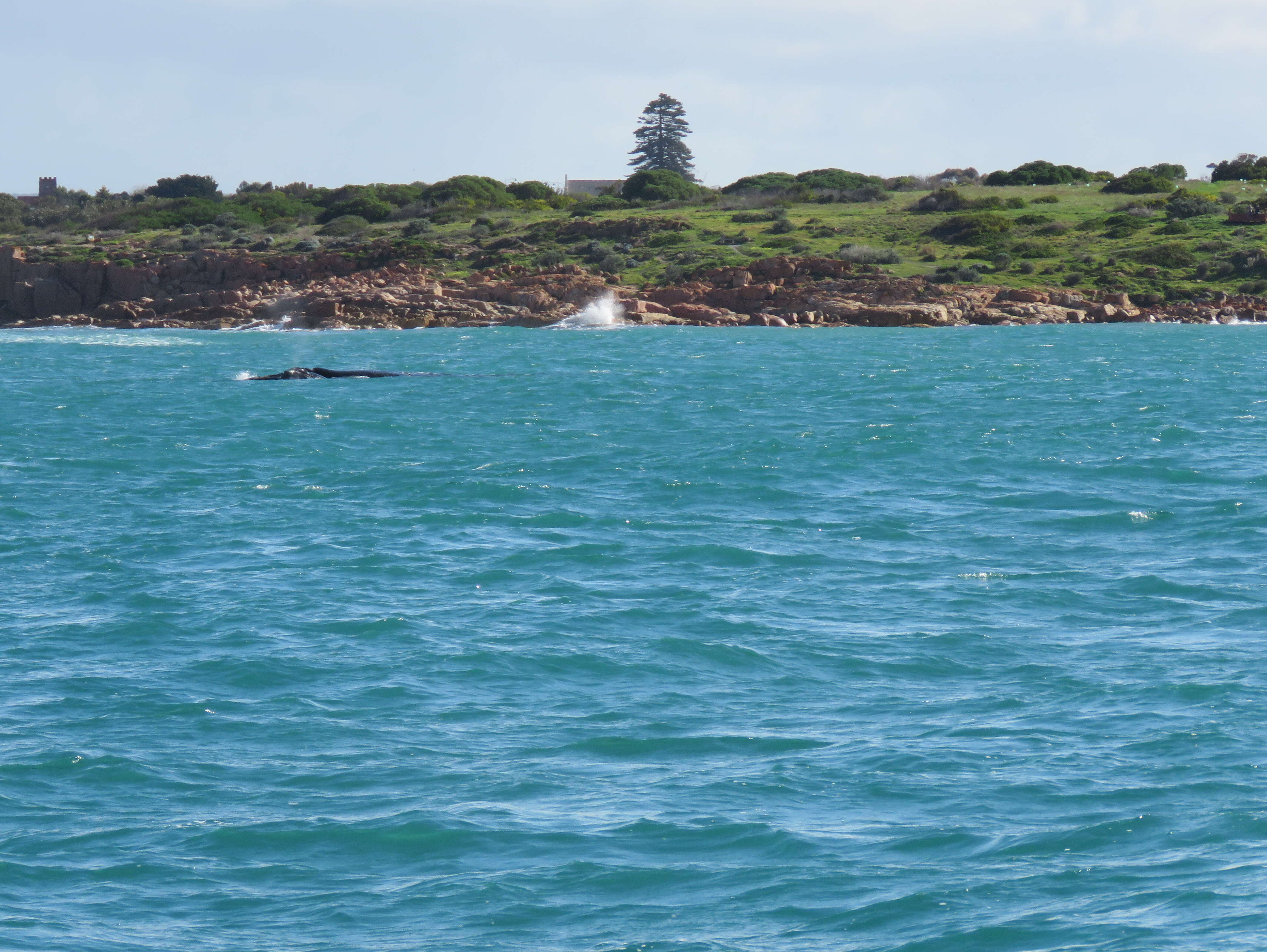 Image of Southern Right Whale