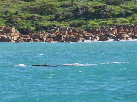 Image of Southern Right Whale