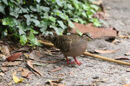 Image of Common Bronzewing