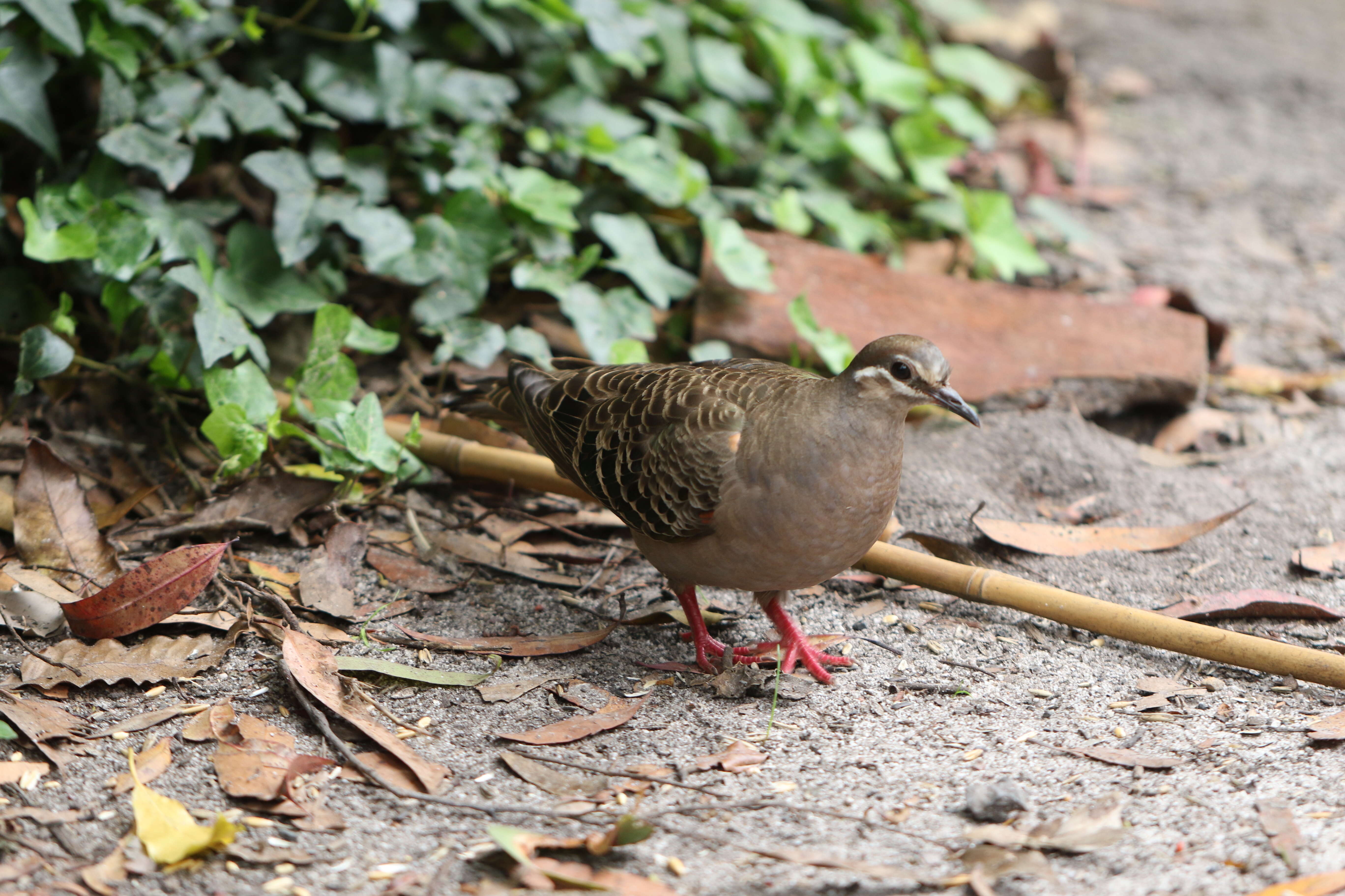 Image of Common Bronzewing