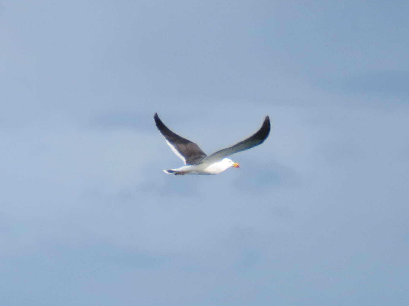 Image of Pacific Gull