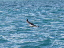 Image of Pacific Gull